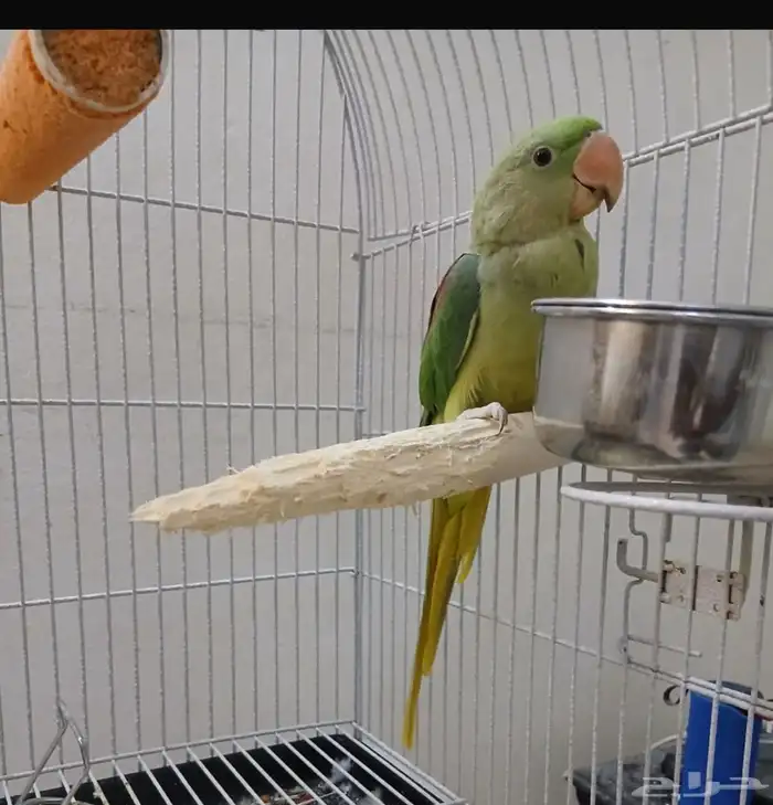 درة نيبالي إسكندراني 0