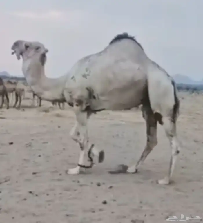 ناقه لقحه برابعها بنت شاهين حمدان 2