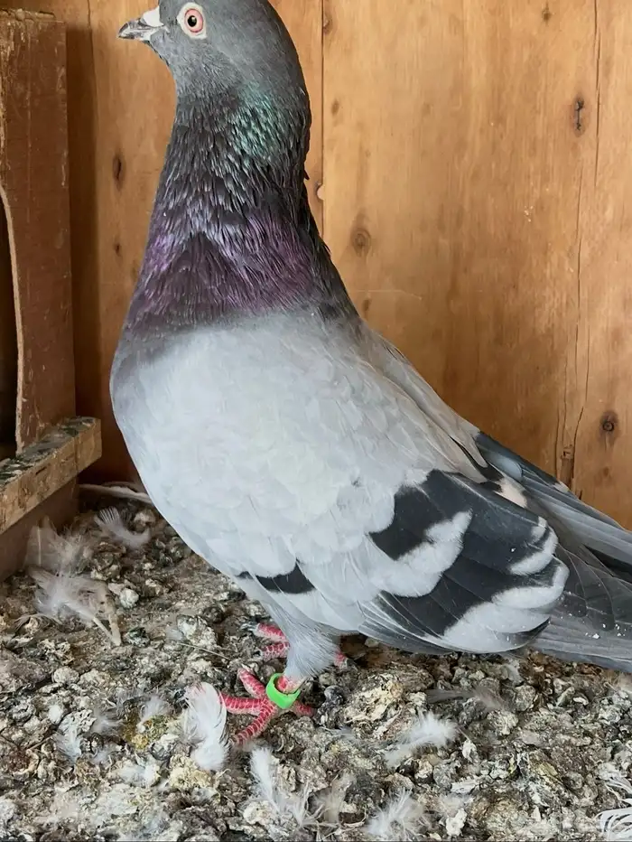 ثلاث اجواز قطايف للبيع 3