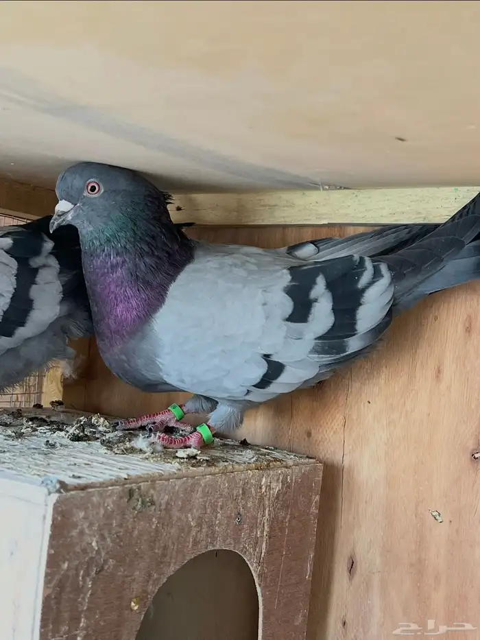 ثلاث اجواز قطايف للبيع 2