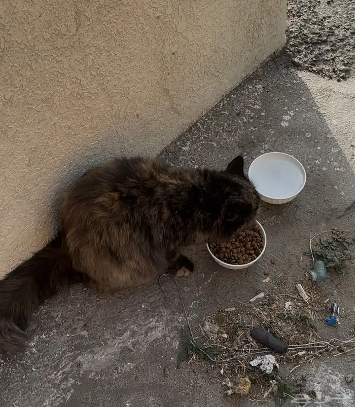 قطه بيت في الشارع 0