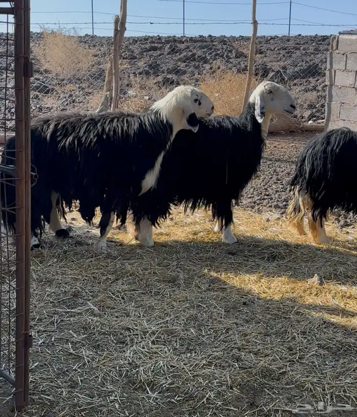 طلي نجدي مشروط 0