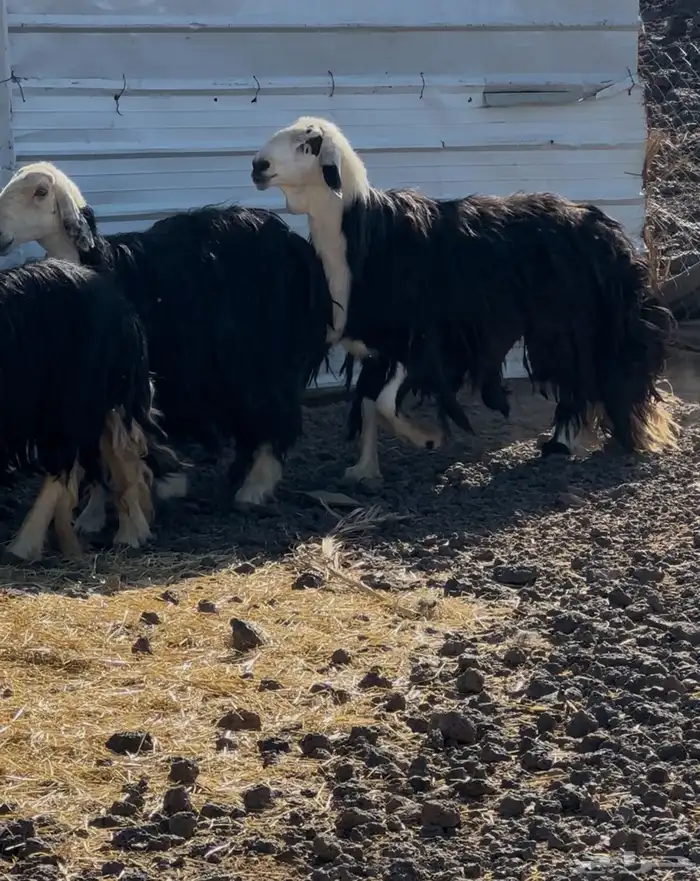 طلي نجدي مشروط 5