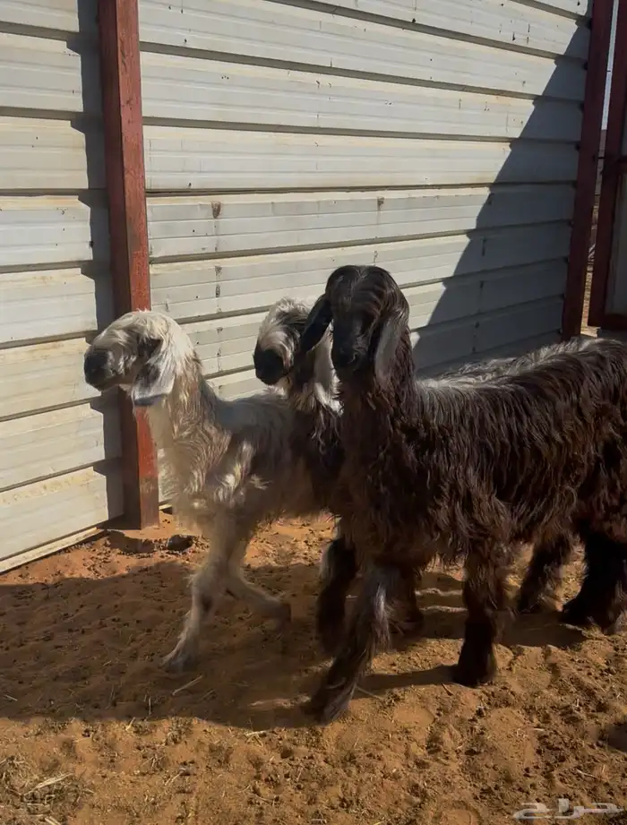 رخال رمليات فواخر 0