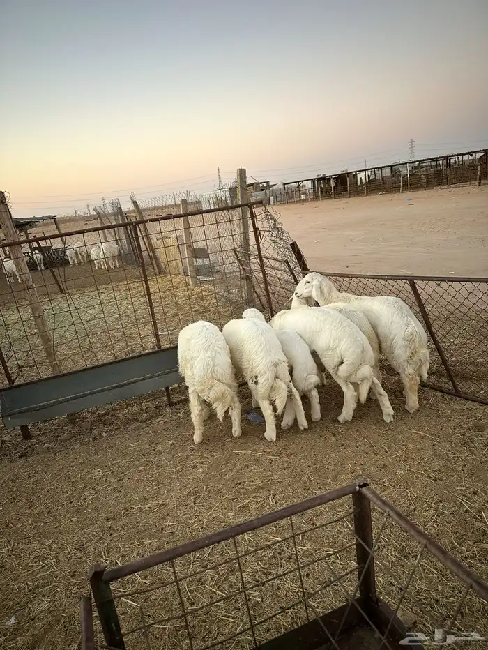 ذبايح حري البيع 0