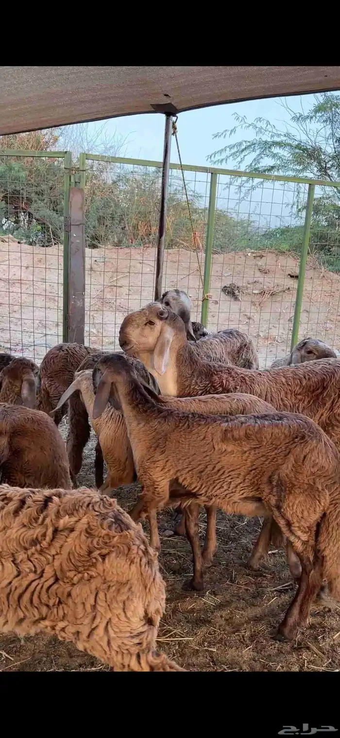 رخال درمانيات فواخر بفحلوها مراح واحد 5