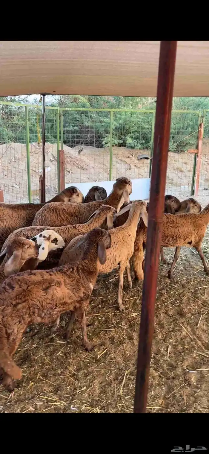 رخال درمانيات فواخر بفحلوها مراح واحد 7