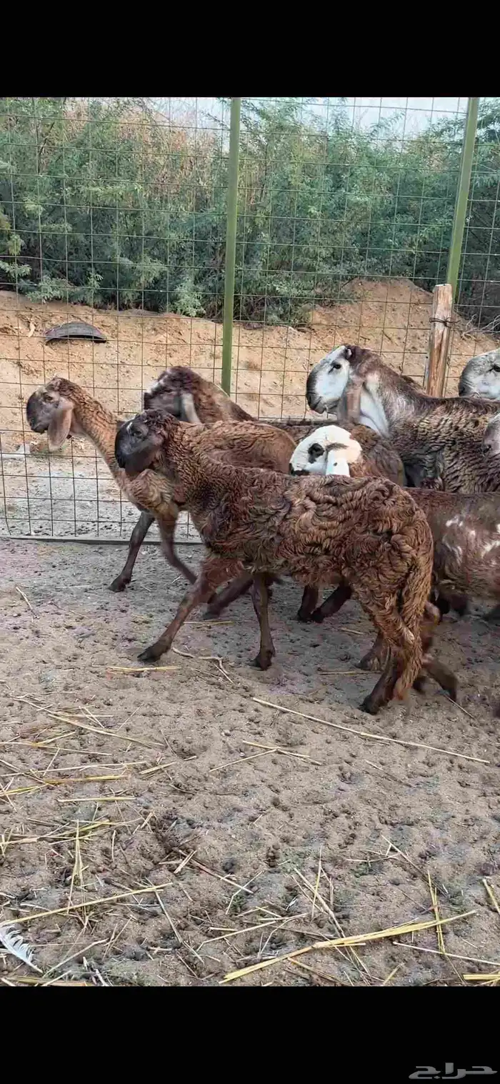 رخال درمانيات فواخر بفحلوها مراح واحد 6