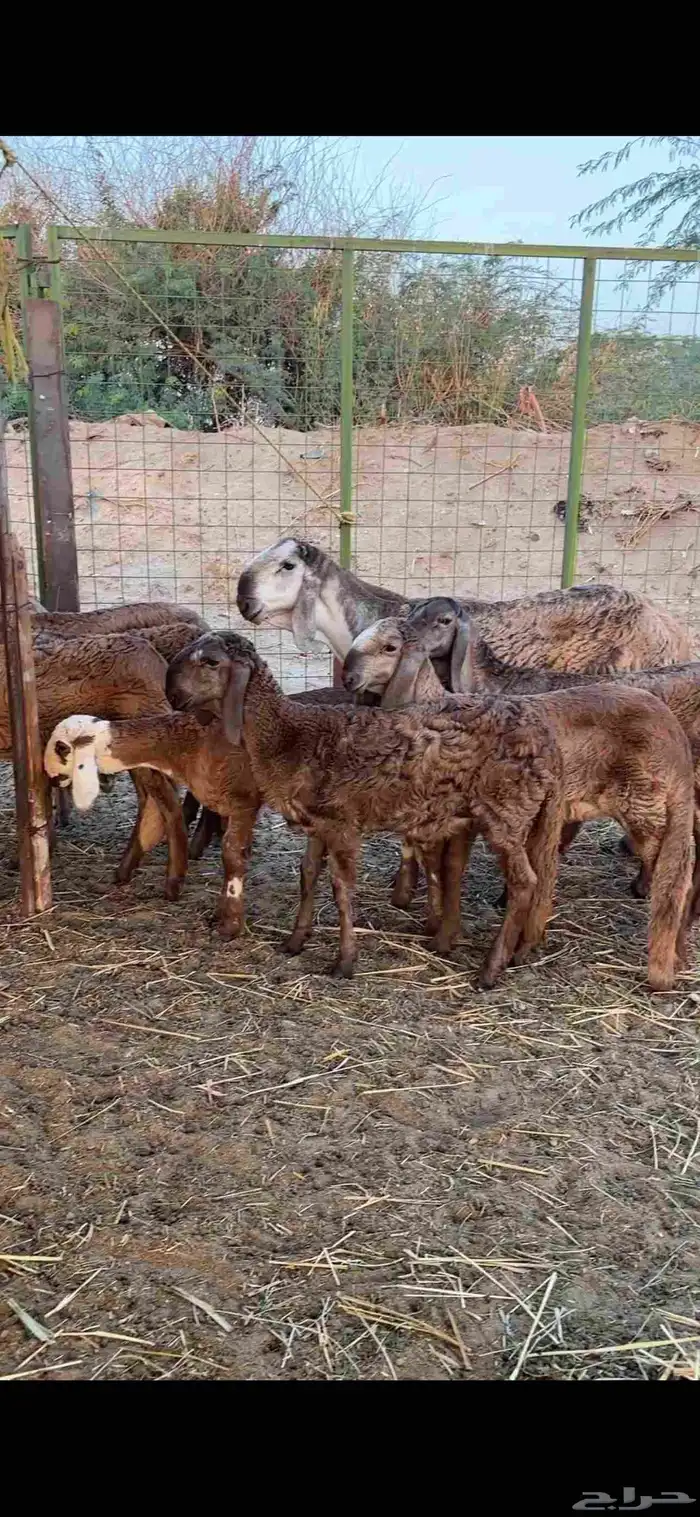 رخال درمانيات فواخر بفحلوها مراح واحد 2