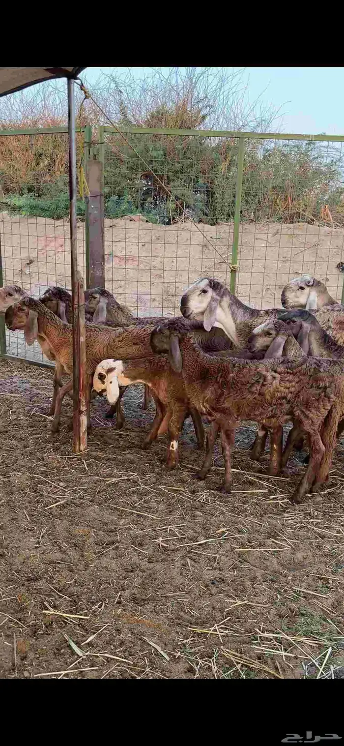 رخال درمانيات فواخر بفحلوها مراح واحد 8