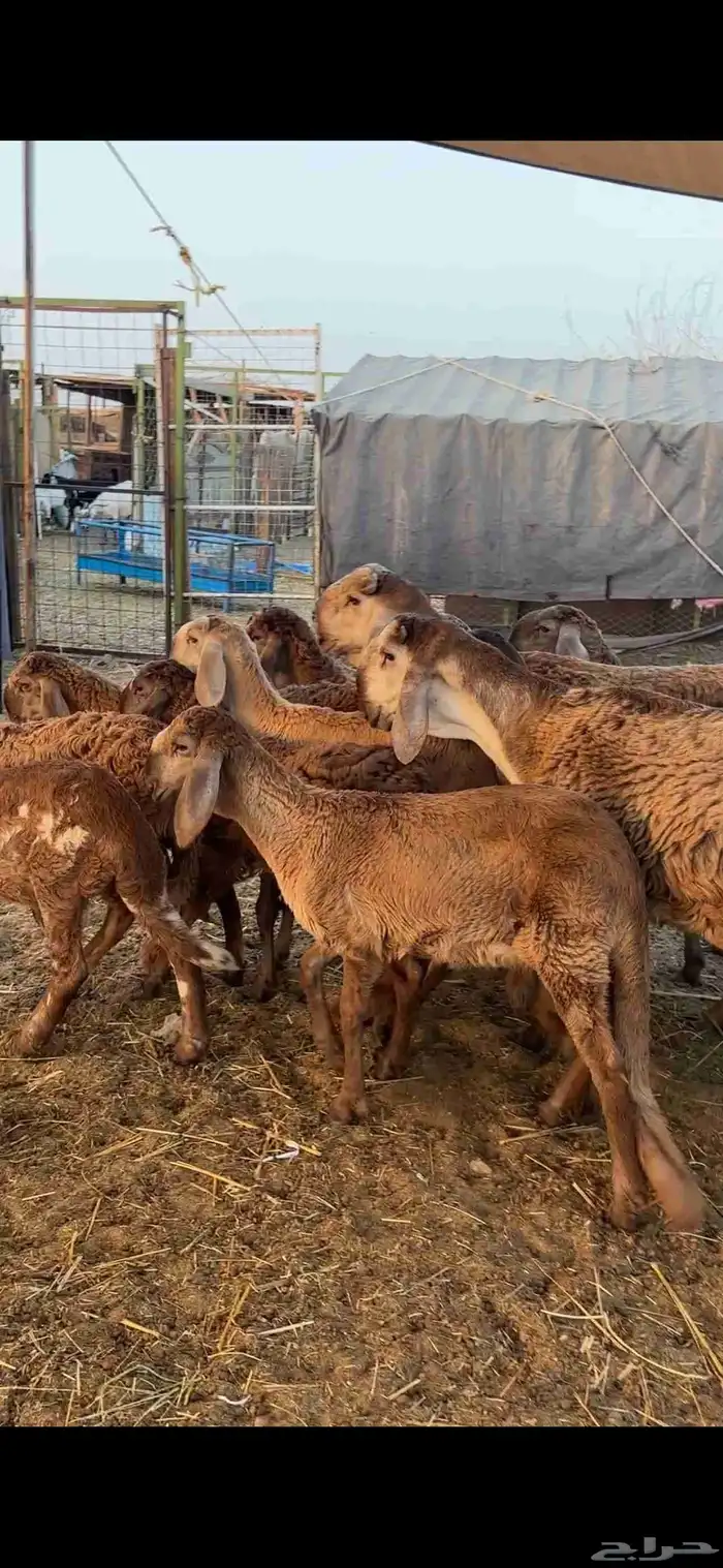 رخال درمانيات فواخر بفحلوها مراح واحد 4