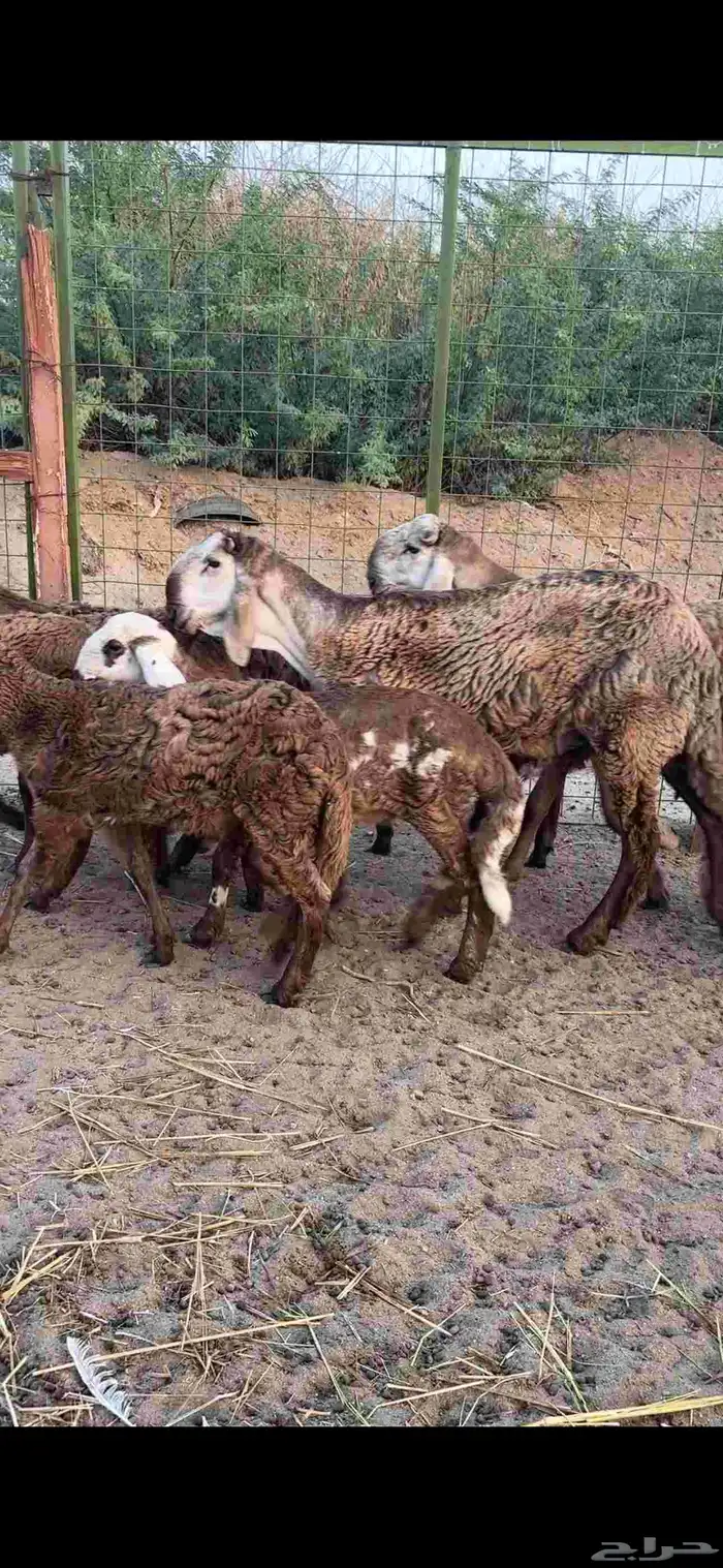 رخال درمانيات فواخر بفحلوها مراح واحد 0