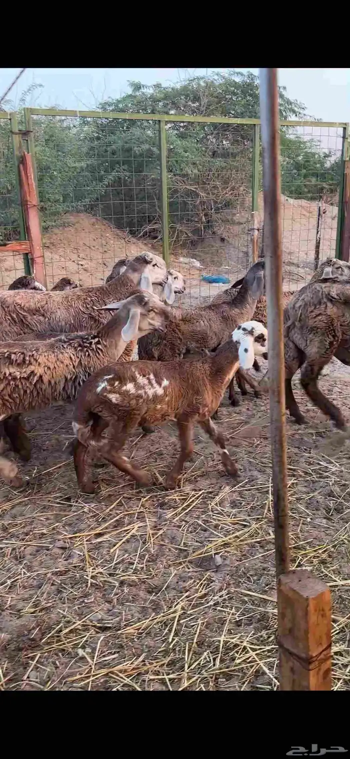 رخال درمانيات فواخر بفحلوها مراح واحد 9