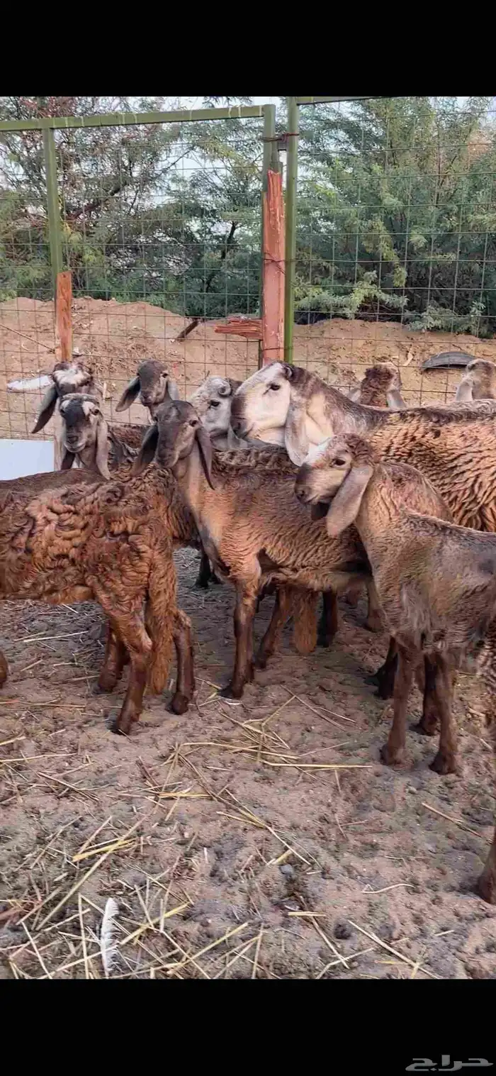 رخال درمانيات فواخر بفحلوها مراح واحد 11