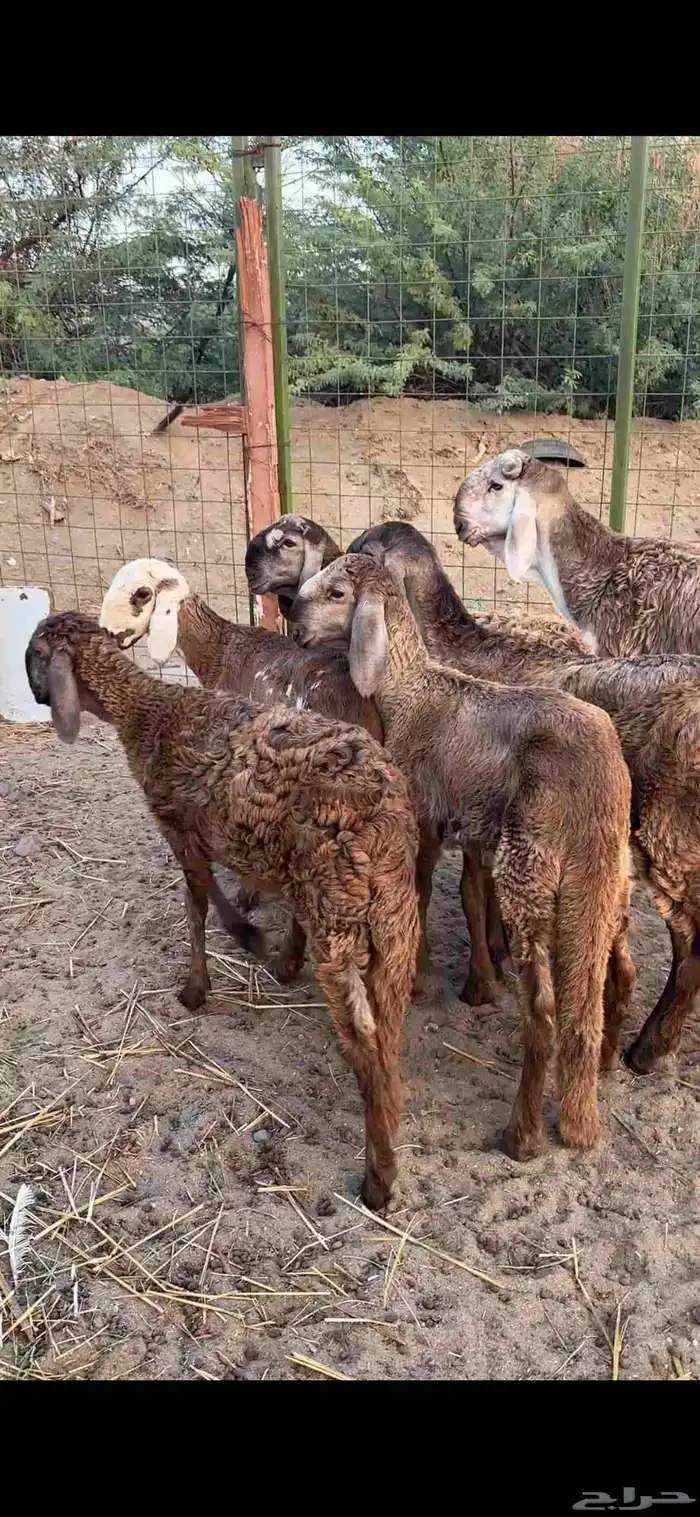 رخال درمانيات فواخر بفحلوها مراح واحد 10