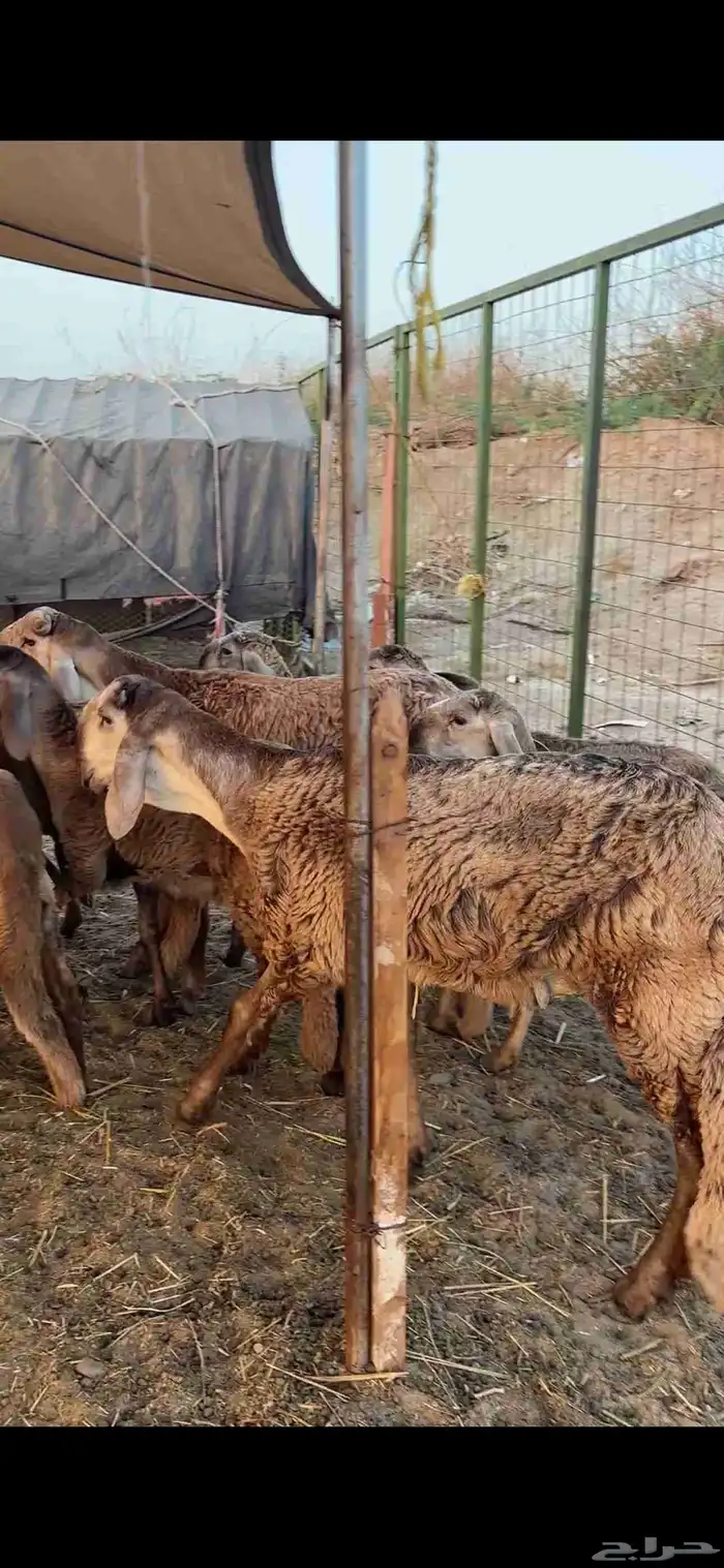 رخال درمانيات فواخر بفحلوها مراح واحد 3