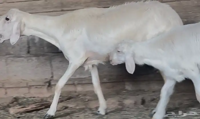 نعجة متبع صنف فاخر 3