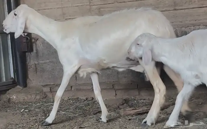 نعجة متبع صنف فاخر 0