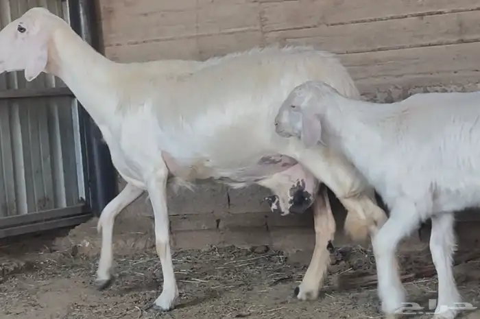 نعجة متبع صنف فاخر 4