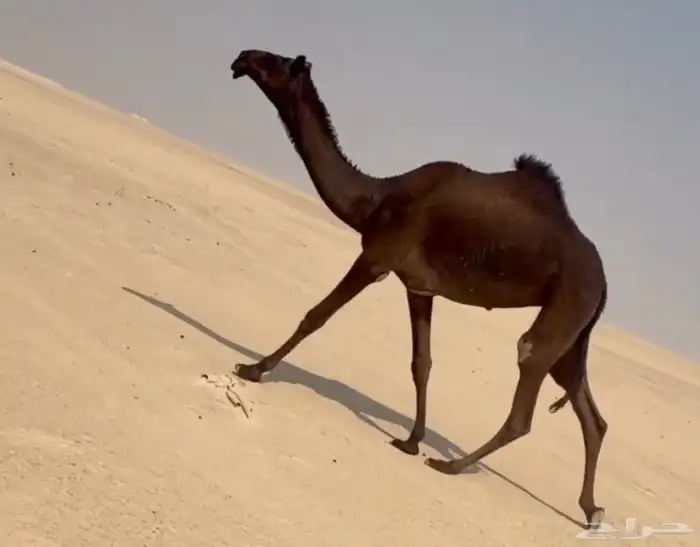 حقه طيبه مجهم 0