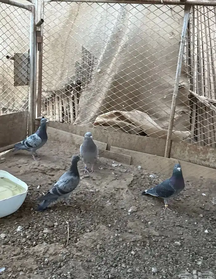 حمام زاجل سباق 0