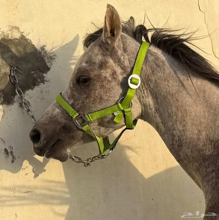 رشم خيل للبيع 2