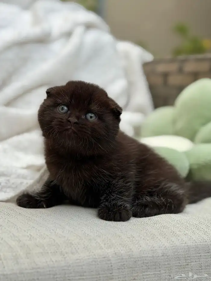 قطة سكوتش بيور للبيع - لون بلاك - يوجد دفع بالتقسيط 0