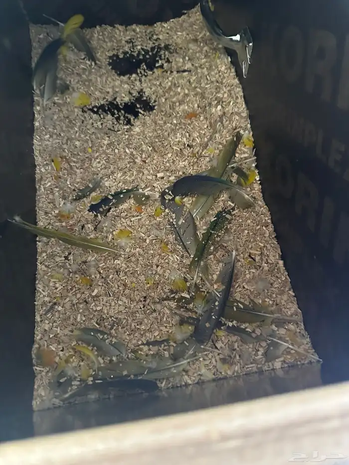 زوج صن كنيور 2