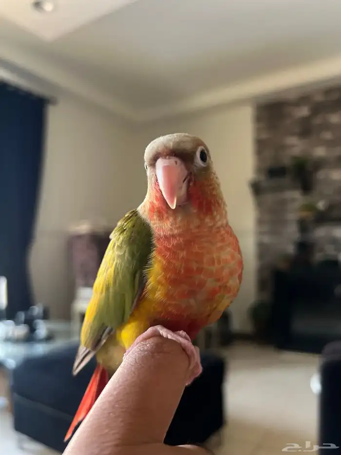 ببغاء كنيور اناناس دبل رد فاكتر هدد وين ماتروح معك 6