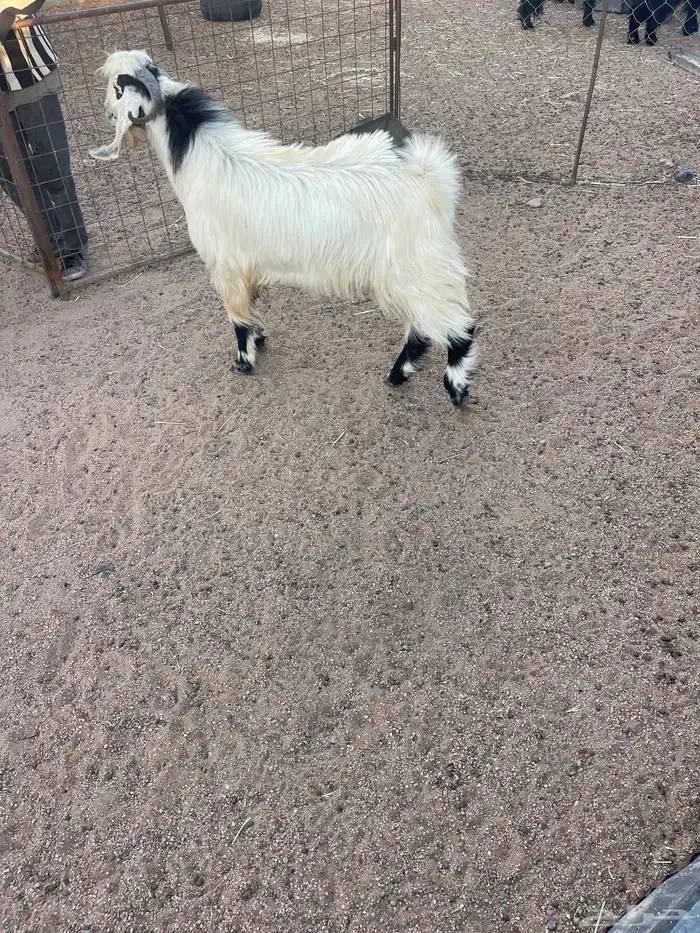 تيس فحل رباع 0