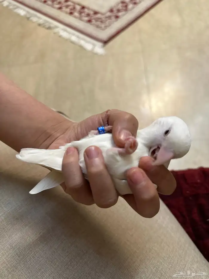 روز البينو تم البيع 3