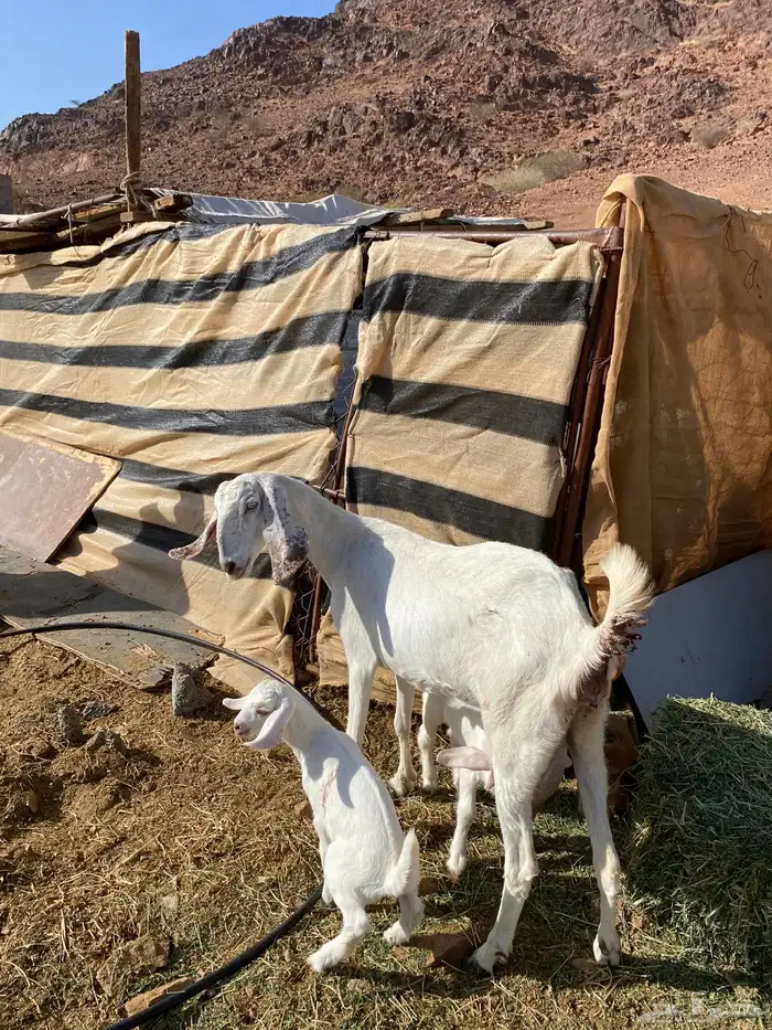 عنز بيضا تحتها 2 من مراحي( تم البيع) 6