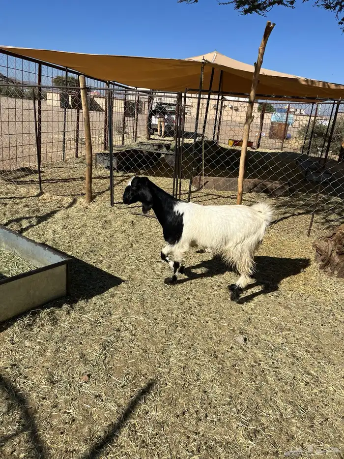 بغراه جذعه سمين فل الفل 3