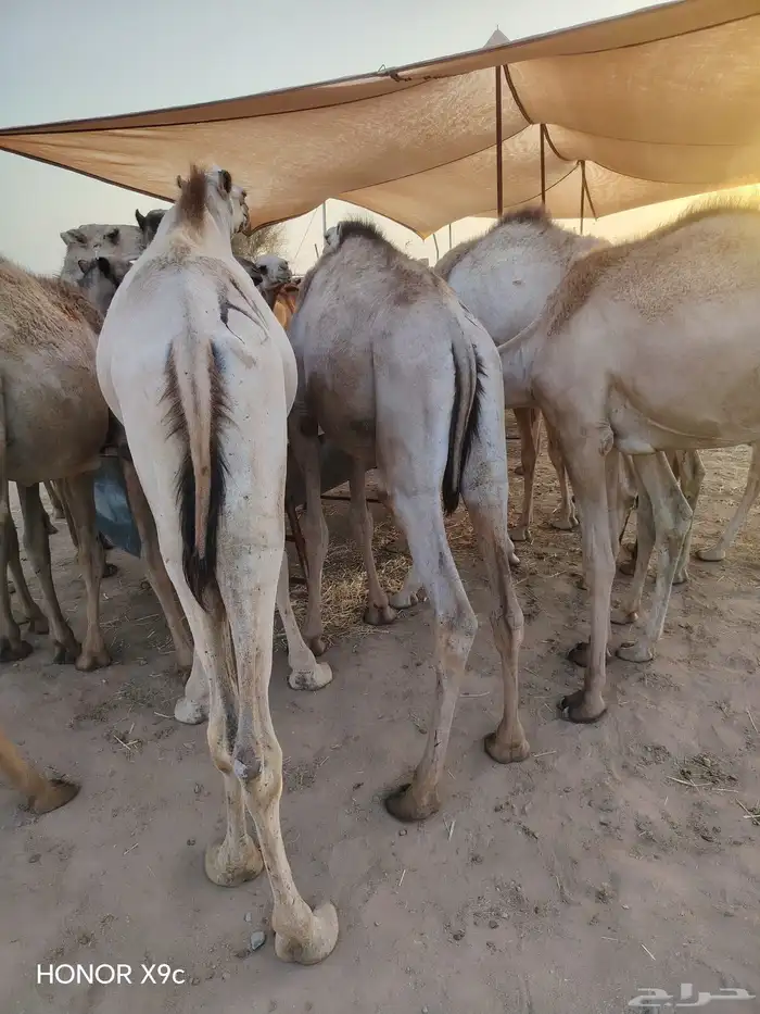 قعدان صومالية مفاريد جملة وتفريد 0