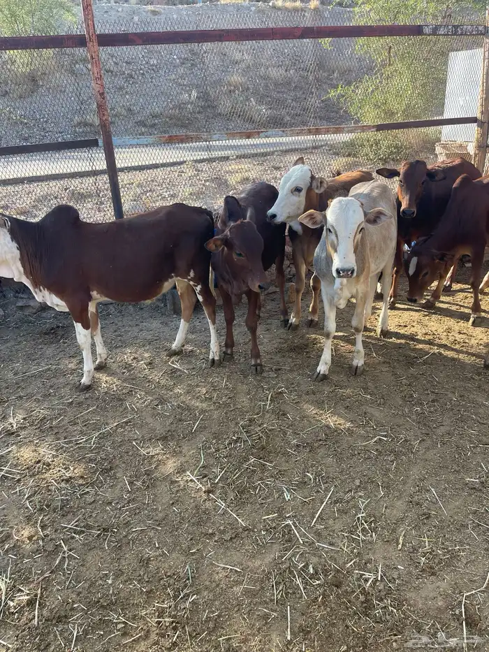 حسلان بلدي 5