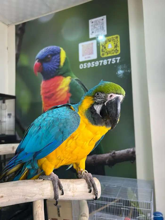 مكاو بلو اند قولد اليف وهدد داخلي و خارجي ومتكلم تم البيع 3