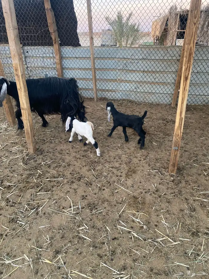 عنز عارضيه متاوم 3