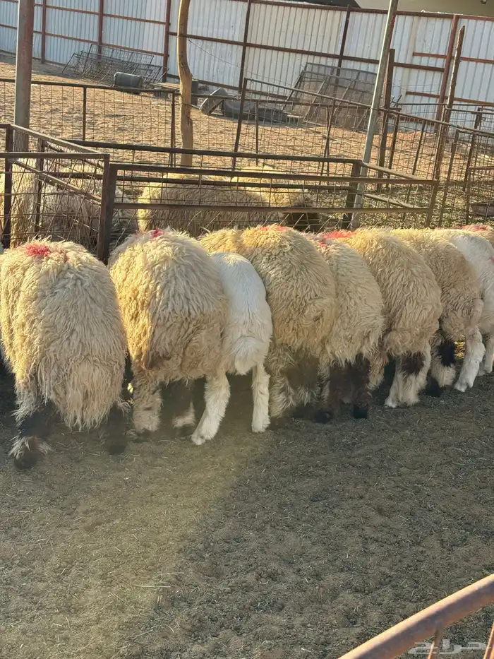 طليان نعيم وحري ذبايح للمناسبات والزواجات ذبح وتوصيل مجانا 5