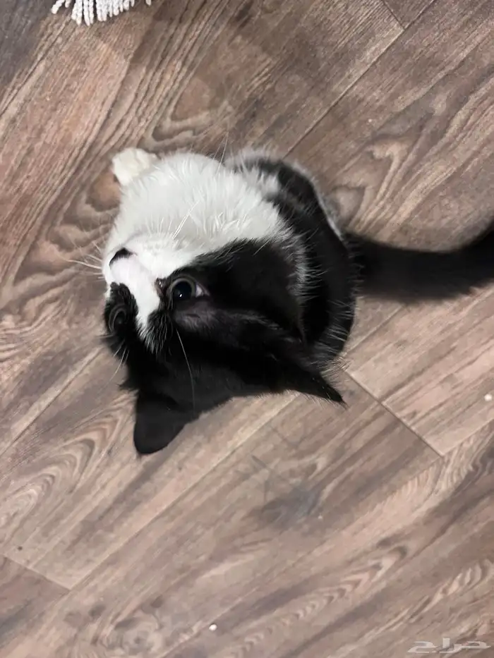 قطه للتبني 1