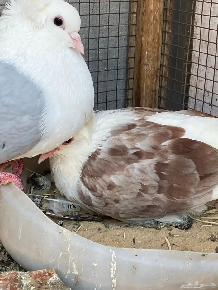 طيور بقع فرنسيات انتاج 1