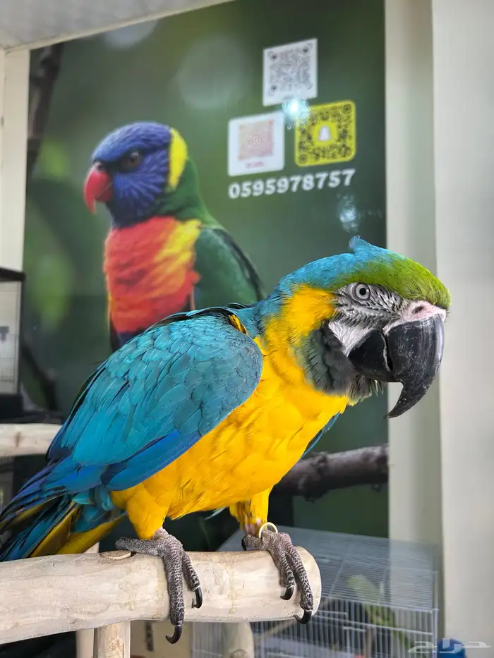 مكاو بلو اند قولد اليف وهدد داخلي و خارجي ومتكلم تم البيع 2