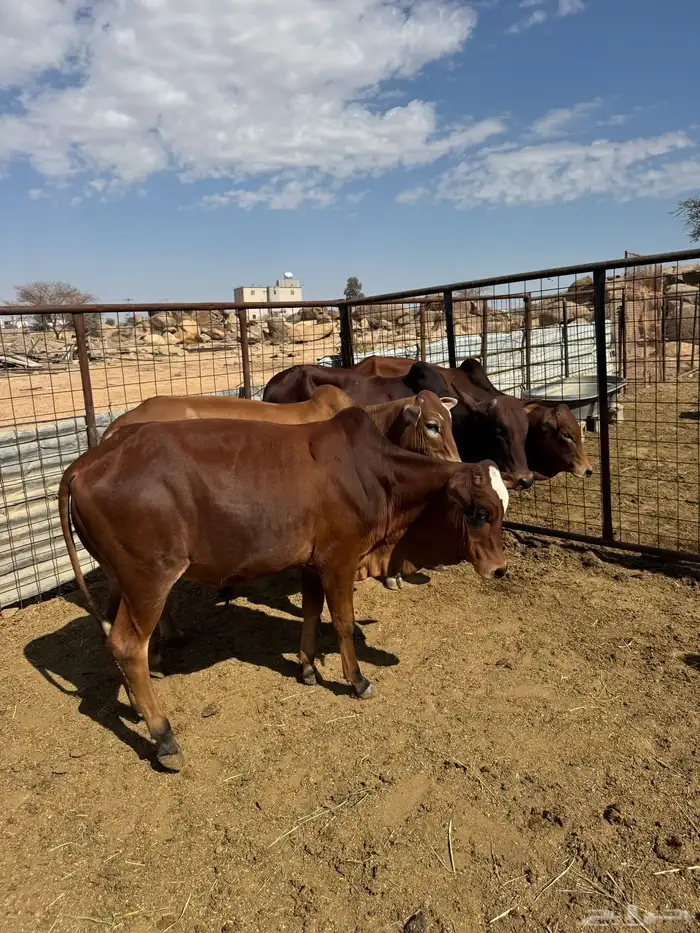 حسلان بلدي للبيع 1