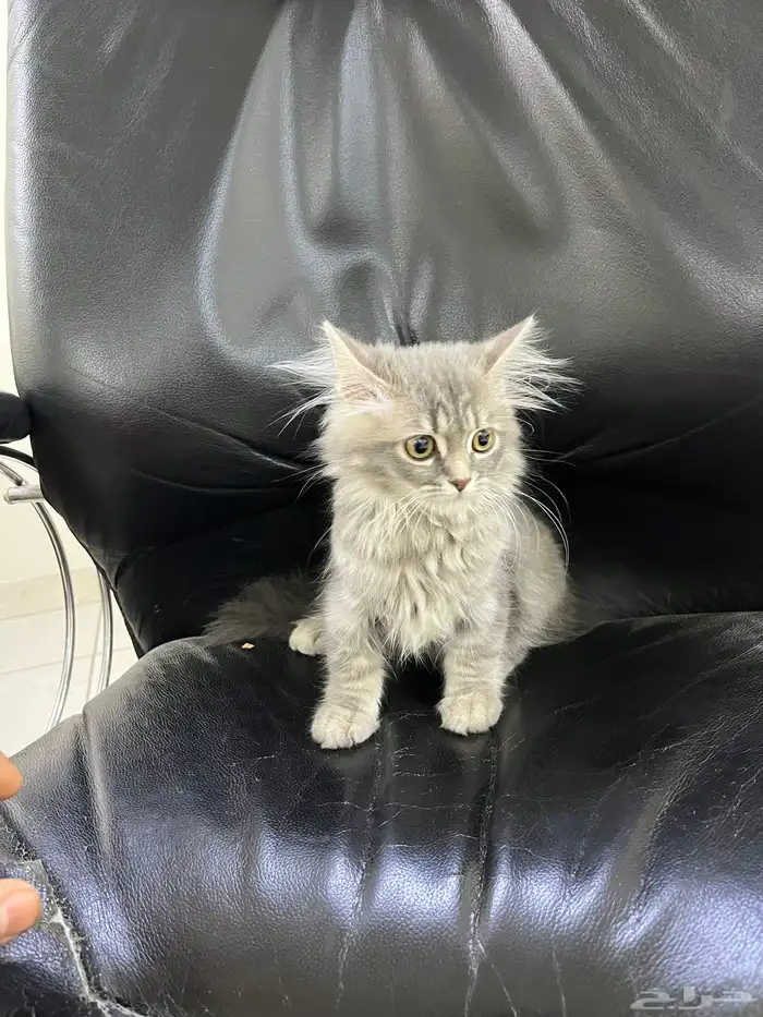 قطه شيرازيه للبيع العمر 3 شهور 1