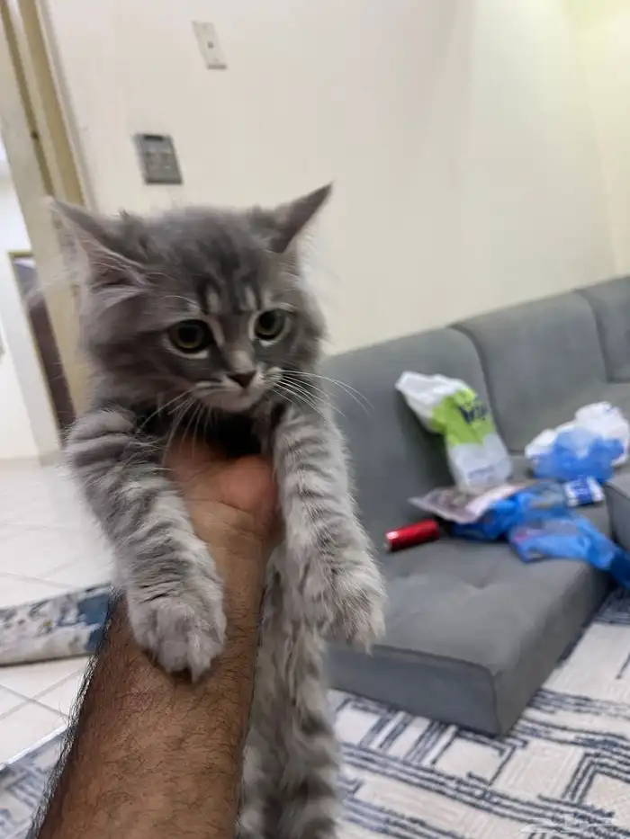 قطه شيرازيه للبيع العمر 3 شهور 2