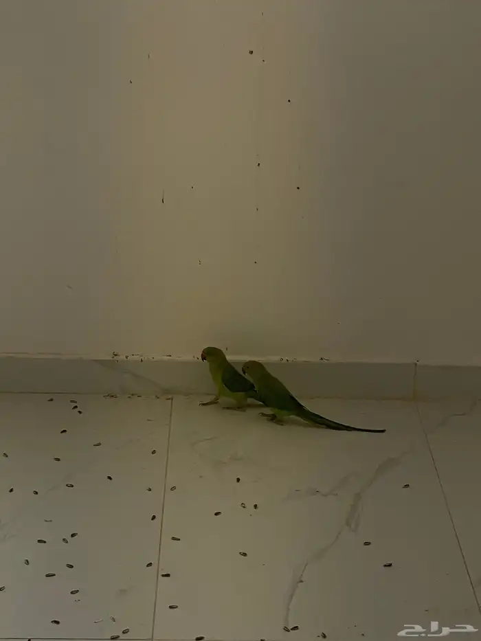 بغبغاء دره هندي البيع اثنين العمر4شهور يمكن على اسوم اثنين 3