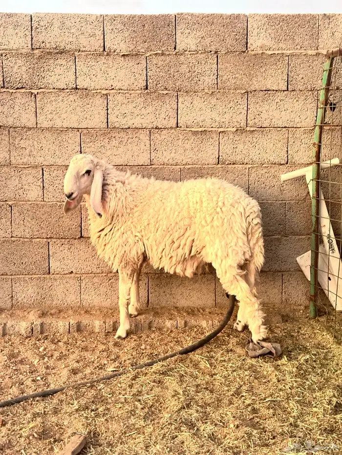 خروف طلي بكستاني بيور 2