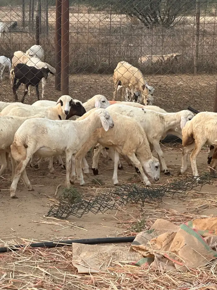 رخال مهجنات 0