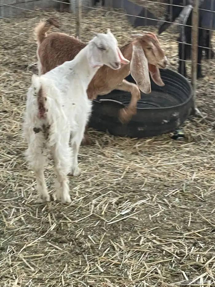 جفرات وتيوس 12