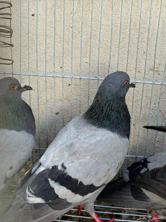 حمام سوادني علف للصقور نشيط 1