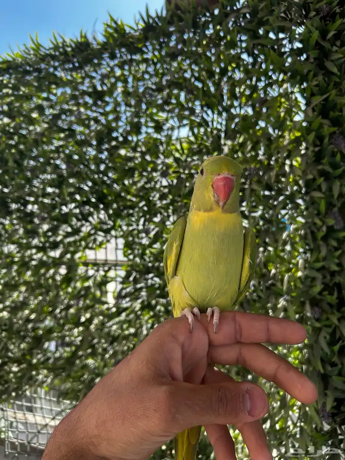 ذكر دره اليف و متكلم و طفره جميله و نادره 7